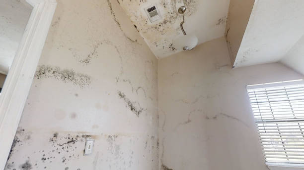 Biohazard Mold Removal in Homewood, SC