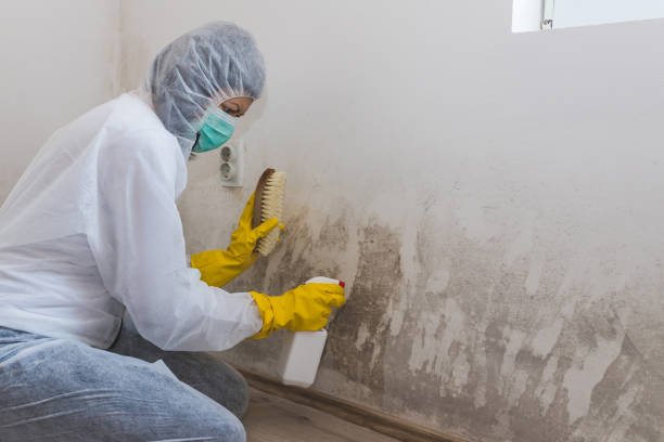 Best Attic Mold Removal  in Homewood, SC