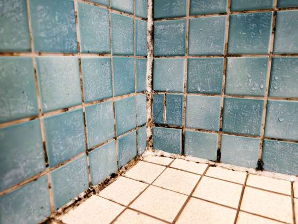 Best Residential Mold Inspection & Testing  in Homewood, SC