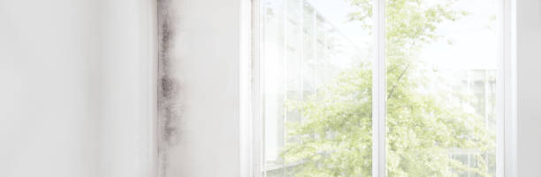 Best Mold Remediation for Healthcare Facilities  in Homewood, SC