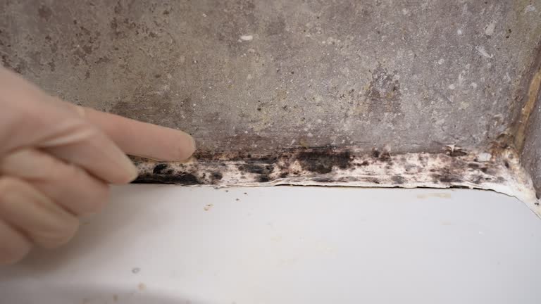 Reliable Homewood, SC Mold Removal Solutions