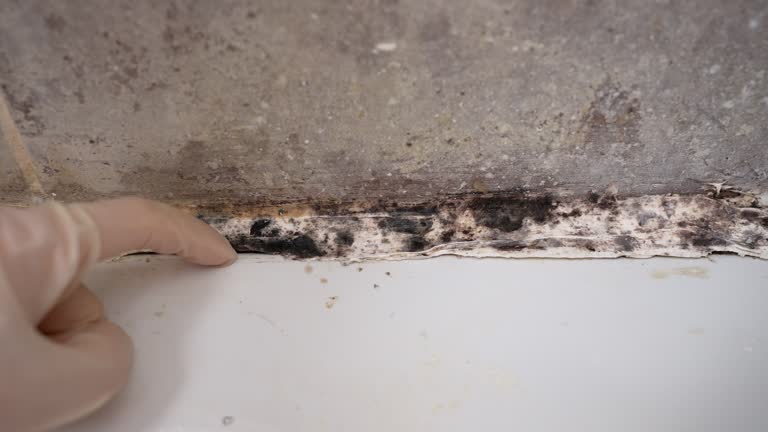 Best Water Damage & Mold Remediation  in Homewood, SC